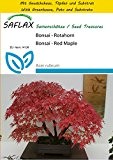 SAFLAX - Anzucht Set - Bonsai - Rotahorn - 20 Samen - Acer rubrum