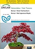 SAFLAX - Anzucht Set - Bonsai - Roter Fächerahorn - 20 Samen - Acer palmatum atropurpureum