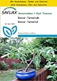 SAFLAX - Anzucht Set - Bonsai - Tamarinde - 4 Samen - Tamarindus indica