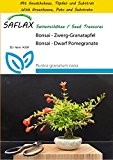 SAFLAX - Anzucht Set - Bonsai - Zwerg-Granatapfel - 50 Samen - Punica granatum nana
