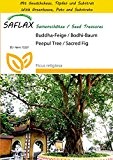 SAFLAX - Anzucht Set - Buddha-Feige / Bodhi-Baum - 100 Samen - Ficus religiosa