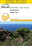 SAFLAX - Anzucht Set - Drachenbaum - 5 Samen - Dracaena Draco