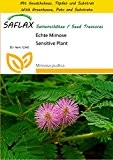 SAFLAX - Anzucht Set - Echte Mimose - 70 Samen - Mimosa pudica