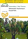 SAFLAX - Anzucht Set - Elefantenfuß / Flaschenbaum - 10 Samen - Beaucarnea recurvata