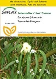 SAFLAX - Anzucht Set - Eucalyptus (bicostata) - 100 Samen - Eucalyptus globulus bicostata