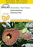 SAFLAX - Anzucht Set - Gespensterpflanze - 80 Samen - Aristolochia littoralis syn. elegans
