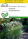 SAFLAX - Anzucht Set - Gräser-Bambus-Chinaschilf - 200 Samen - Miscanthus sinensis