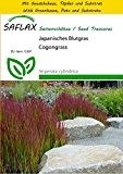 SAFLAX - Anzucht Set - Gräser-Bambus-Japanisches Blutgras - 50 Samen - Imperata cylindrica
