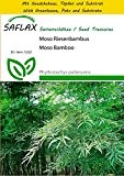 SAFLAX - Anzucht Set - Gräser-Bambus-Moso Riesenbambus - 20 Samen - Phyllostachys pubescens
