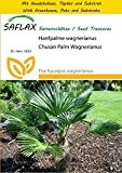 SAFLAX - Anzucht Set - Hanfpalme wagnerianus - 4 Samen - Trachycarpus wagnerianus