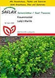 SAFLAX - Anzucht Set - Heilpflanzen - Frauenmantel - 100 Samen - Alchemilla vulgaris