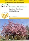 SAFLAX - Anzucht Set - Japanische Blütenkirsche - 30 Samen - Prunus serrulata