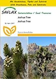 SAFLAX - Anzucht Set - Joshua Tree - 10 Samen - Yucca brevifolia