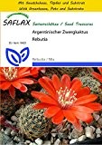 SAFLAX - Anzucht Set - Kakteen - Argentinischer Zwergkaktus - 40 Samen - Rebutia / Mix