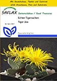 SAFLAX - Anzucht Set - Kakteen - Echter Tigerrachen - 40 Samen - Faucaria trigrina