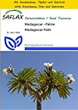 SAFLAX - Anzucht Set - Kakteen - Madagascar - Palme - 10 Samen - Pachypodium lamerei