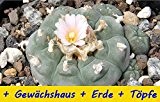 SAFLAX - Anzucht - Set - Kakteen - Peyotl Kaktus (Lophophora williamsii) - 20 Samen - Mit Gewächshaus, Anzuchtsubstrat und ...