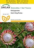 SAFLAX - Anzucht Set - Königsprotea - 5 Samen - Protea cynaroides