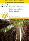 SAFLAX - Anzucht Set - Küsten - Mammutbaum - 50 Samen - Sequoia sempervirens