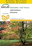 SAFLAX - Anzucht Set - Lebkuchenbaum - 200 Samen - Cercidiphyllum japonicum