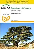 SAFLAX - Anzucht Set - Libanon - Zeder - 20 Samen - Cedrus libani