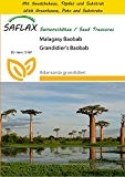 SAFLAX - Anzucht Set - Malagasy Baobab - 2 Samen - Adansonia grandidieri