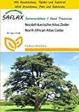SAFLAX - Anzucht Set - Nordafrikanische Atlas Zeder - 20 Samen - Cedrus atlantica