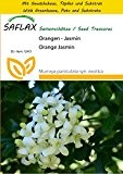 SAFLAX - Anzucht Set - Orangen - Jasmin - 12 Samen - Murraya paniculata syn. exotica