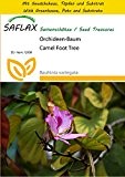 SAFLAX - Anzucht Set - Orchideen-Baum - 8 Samen - Bauhinia variegata