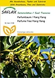 SAFLAX - Anzucht Set - Parfumbaum / Ylang Ylang - 10 Samen - Cananga odorata