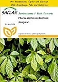SAFLAX - Anzucht Set - Pflanze der Unsterblichkeit - 30 Samen - Gynostemma pentaphyllum