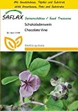 SAFLAX - Anzucht Set - Schokoladenwein - 10 Samen - Akebia quinata