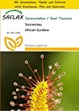 SAFLAX - Anzucht Set - Sonnentau - 200 Samen - Drosera capensis