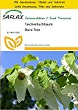 SAFLAX - Anzucht Set - Taschentuchbaum - 1 Samen - Davidia involucrata