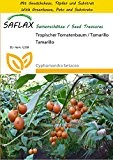 SAFLAX - Anzucht Set - Tropischer Tomatenbaum / Tamarillo - 50 Samen - Cyphomandra betacea
