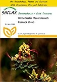 SAFLAX - Anzucht Set - Winterharter Pfauenstrauch - 10 Samen - Caesalpinia gillesii X spinosa
