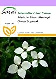 SAFLAX - Asiatischer Blüten - Hartriegel - 30 Samen - Cornus kousa var. chinensis