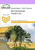 SAFLAX - Baum des Reisenden - 8 Samen - Ravenala madagascariensis