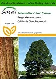SAFLAX - Berg - Mammutbaum - 50 Samen - Mit Substrat - Sequoiadendron gigantea