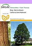 SAFLAX - Berg - Mammutbaum - 50 Samen - Winterhart - Sequoiadendron gigantea