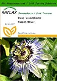 SAFLAX - Blaue Passionsblume - 25 Samen - Mit Substrat - Passiflora caerulea