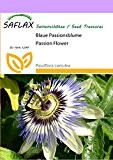 SAFLAX - Blaue Passionsblume - 25 Samen - Passiflora caerulea