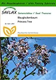 SAFLAX - Blauglockenbaum - 200 Samen - Mit Substrat - Paulownia tomentosa
