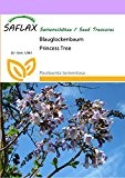 SAFLAX - Blauglockenbaum - 200 Samen - Paulownia tomentosa