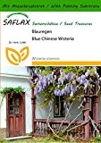 SAFLAX - Blauregen - 4 Samen - Mit Substrat - Wisteria sinensis