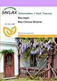 SAFLAX - Blauregen - 4 Samen - Winterhart - Wisteria sinensis