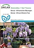 SAFLAX - Bonsai - Afrikanischer Blauregen - 15 Samen - Kalthausbonsai - Bolusanthus speciosus