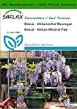 SAFLAX - Bonsai - Afrikanischer Blauregen - 15 Samen - Mit Substrat - Bolusanthus speciosus