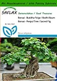 SAFLAX - Bonsai - Buddha-Feige / Bodhi-Baum - 100 Samen - Mit Substrat - Ficus religiosa