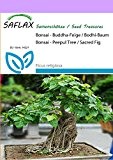 SAFLAX - Bonsai - Buddha-Feige / Bodhi-Baum - 100 Samen - Zimmerbonsai - Ficus religiosa